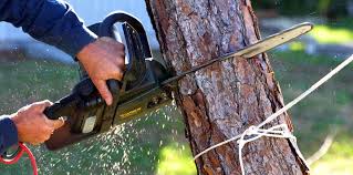 Best Utility Line Clearance  in Lake In The Hls, IL