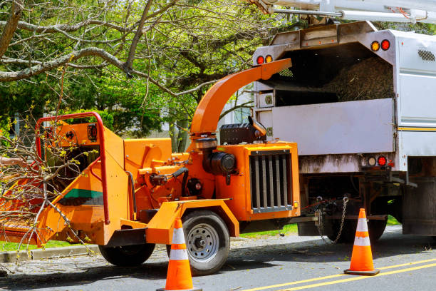 How Our Tree Care Process Works  in  Lake In The Hills, IL