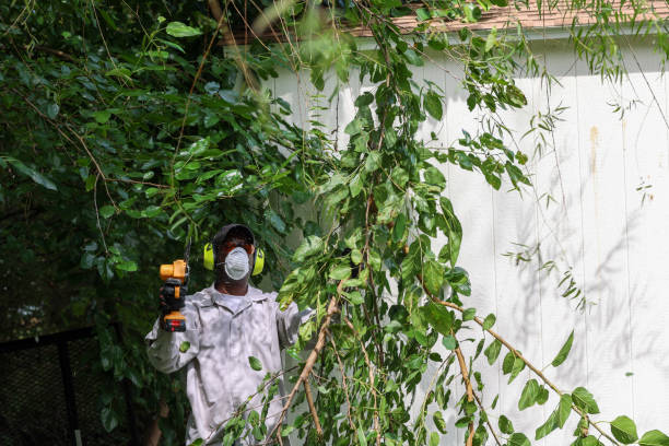 Best Tree Maintenance Programs  in Lake In The Hls, IL