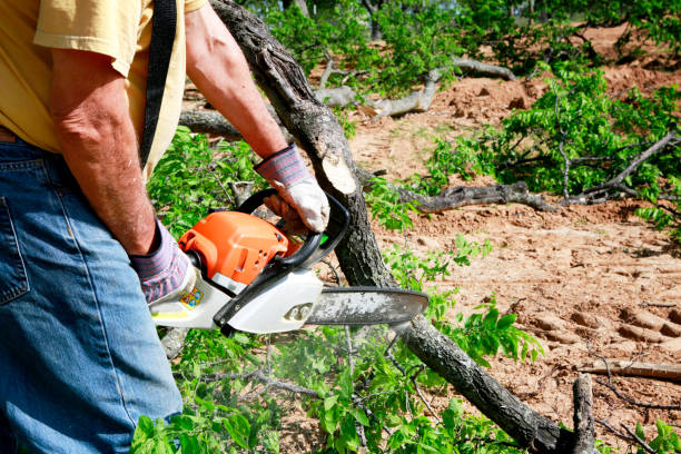 Best Tree and Shrub Care  in Lake In The Hls, IL